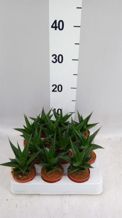 <h4>Sansevieria cyl. ...</h4>