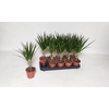 arr8 Dra Marginata
