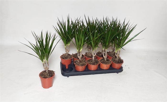 arr8 Dra Marginata