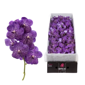 Vanda Violetta Dark x8