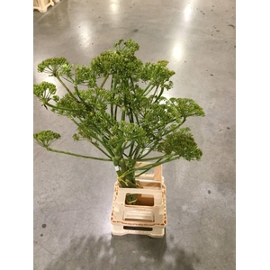 FOENICULUM VULGARE*