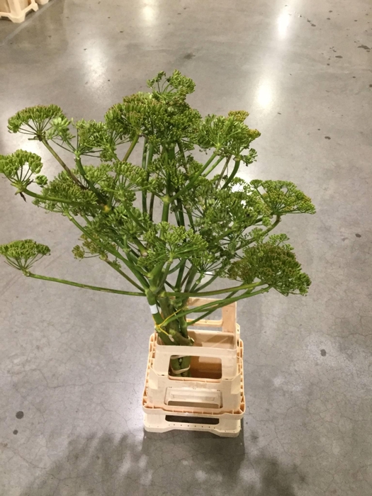 <h4>FOENICULUM VULGARE*</h4>
