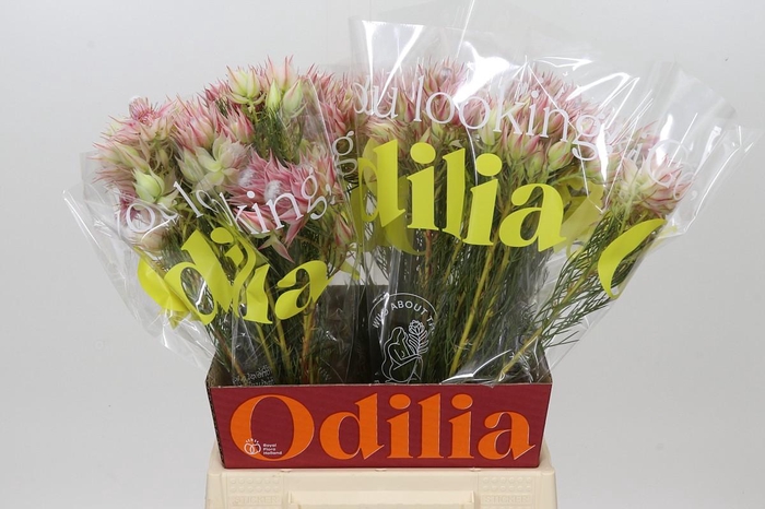 <h4>Blushing Bride Pink 6/9 Flowers</h4>