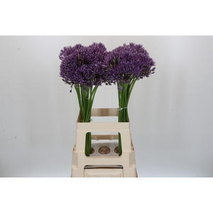 Allium Jackpot