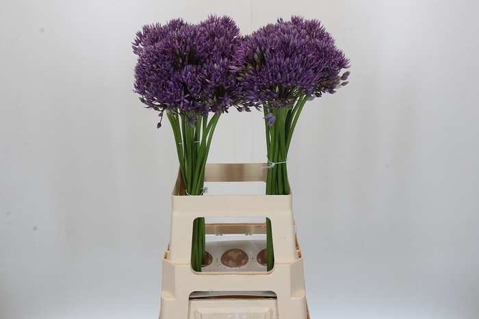 Allium Jackpot