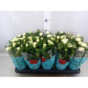 Rosa Tunesie  Cream Star
