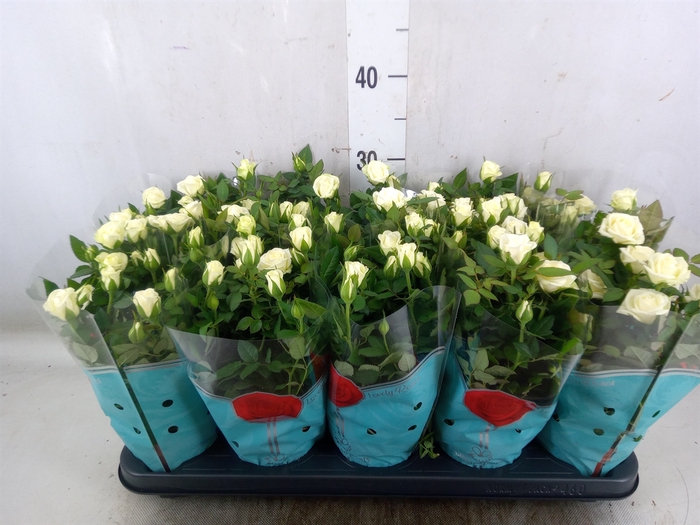<h4>Rosa Tunesie  Cream Star</h4>