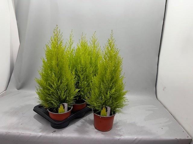 <h4>CUPR MA GOLDC WILMA</h4>