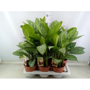 Aglaonema   ...