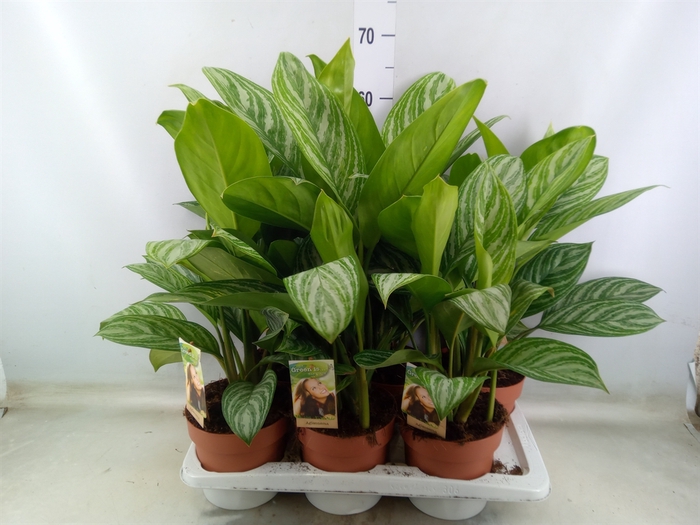 <h4>Aglaonema   ...</h4>