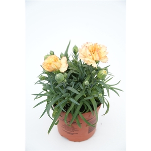 Dianthus Bling p9