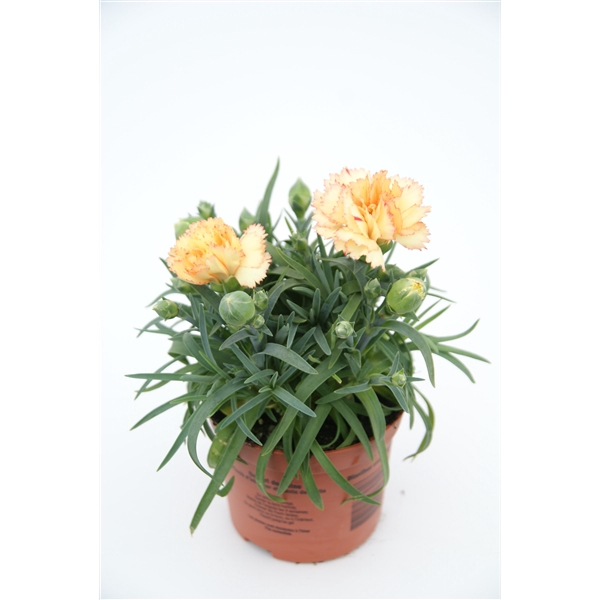 <h4>Dianthus Bling p9</h4>