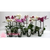 PHAL GEM