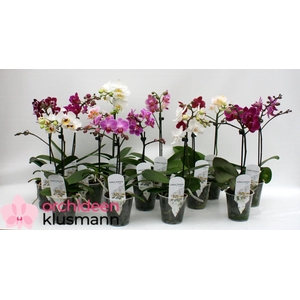 PHAL GEM