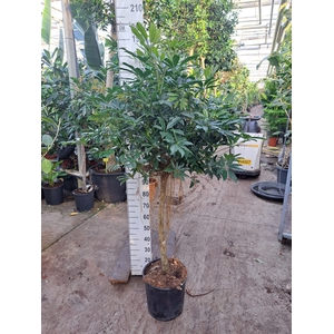 Schefflera arbor. 'Compacta'