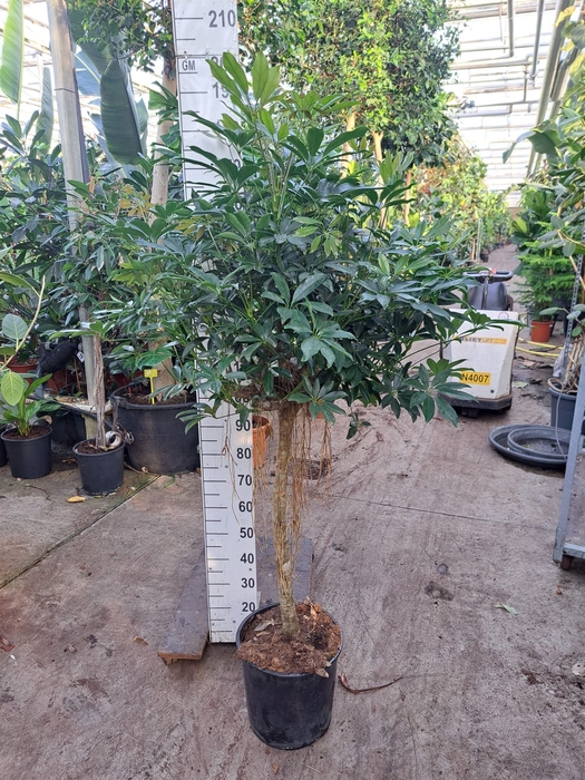 <h4>Schefflera arbor. 'Compacta'</h4>