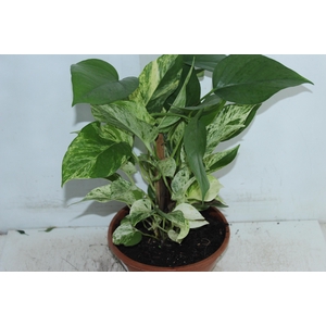 JIBOIA BRANCO C21