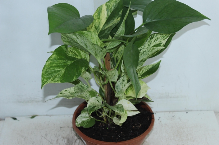 <h4>JIBOIA BRANCO C21</h4>