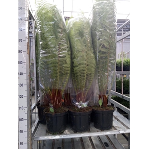 Dicksonia antarctica