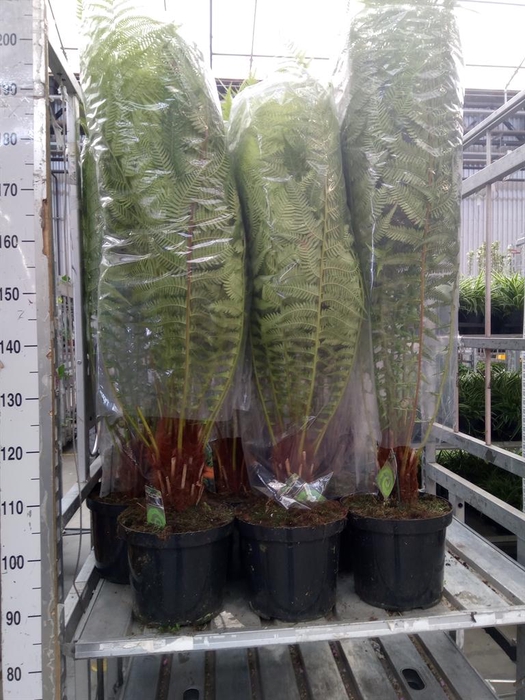 <h4>Dicksonia antarctica</h4>