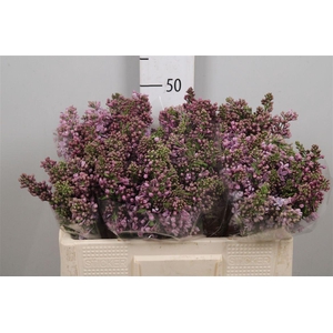 Syr V R V Horstenst 4+