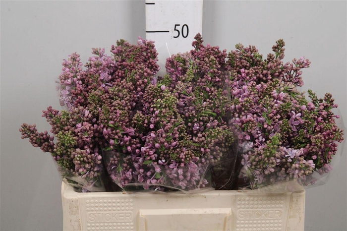 <h4>Syr V R V Horstenst 4+</h4>