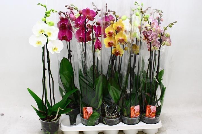 <h4>PHAL GEM 7 KL</h4>