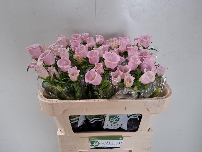 <h4>Camp M Pearl Pink</h4>