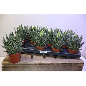arr8 Aloe Tiki Tahi