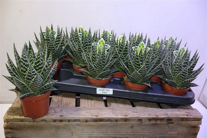 <h4>arr8 Aloe Tiki Tahi</h4>