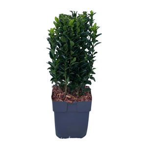 Euonymus japonicus 'Green Spire' P13