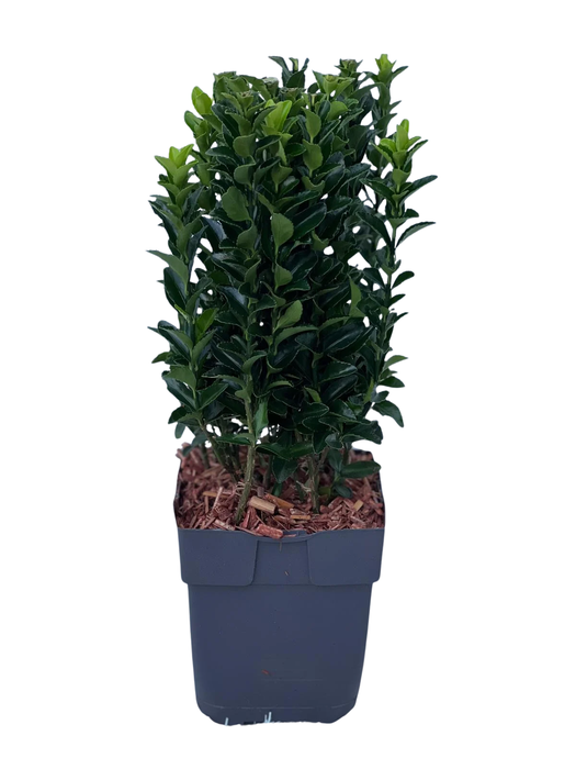 <h4>Euonymus japonicus 'Green Spire' P13</h4>