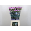 Dianthus St Florigene Moonaqua