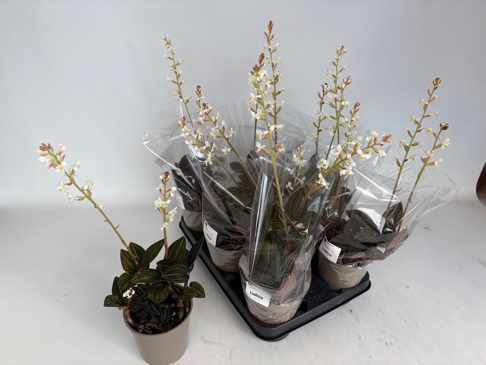 <h4>LUD DISCOLOR</h4>