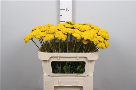 <h4>Achil F Park Variety</h4>
