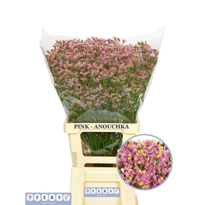 LIMONIUM SIN BLUSH DIAMOND LIM SIN