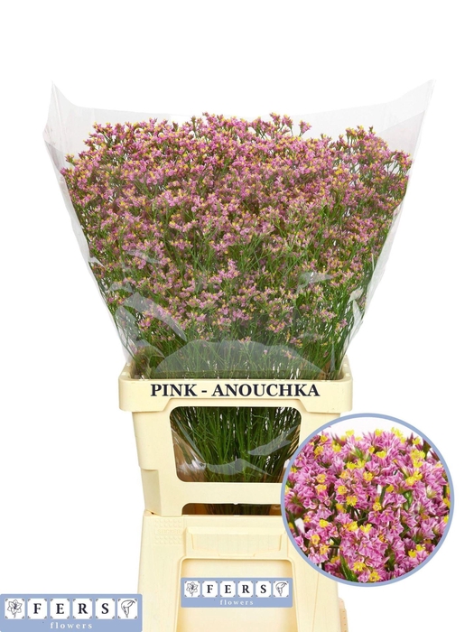 <h4>LIMONIUM SINENSE 'BLUSH DIAMOND'</h4>