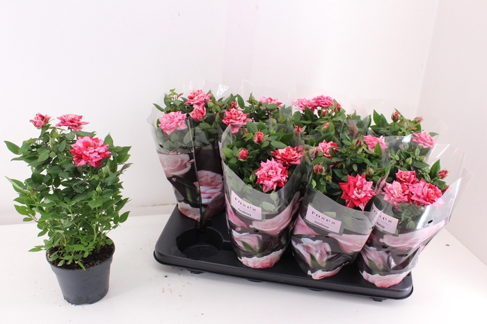 <h4>RO GANNA HIT</h4>