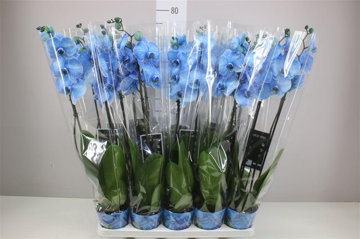 <h4>Phal Royal Blue 2 Tak</h4>
