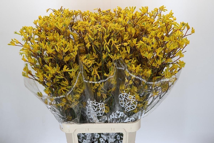 Anigozanthos Skippy Midday