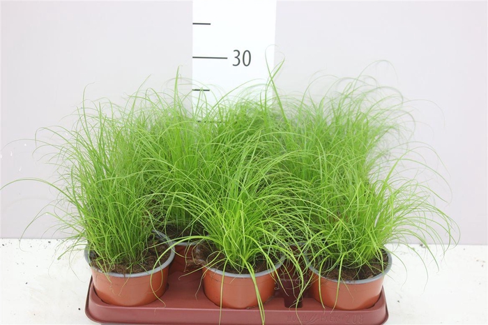 <h4>Cyperus Alt Zumula</h4>