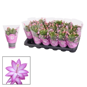 Schlumbergera - 9 cm - Purple (Jolly Dancer)