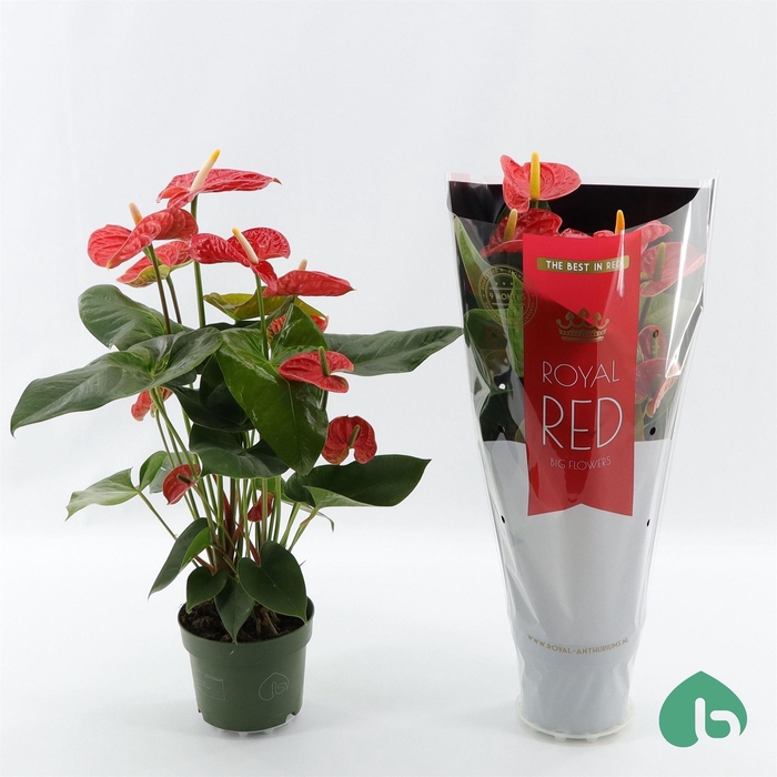 <h4>Anthurium andr. 'Madural'</h4>