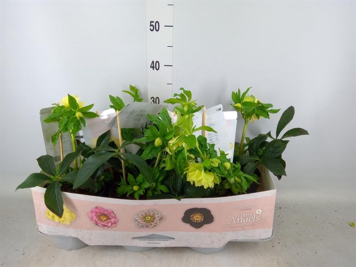 <h4>Helleborus ori.</h4>