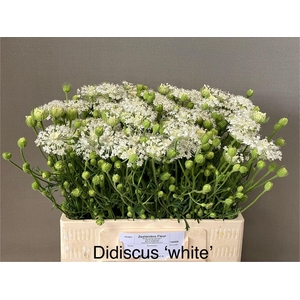 OVERIG SNIJBLOEMEN SNIJBLOEMEN OV
