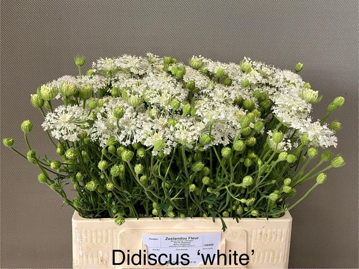 <h4>OVERIG SNIJBLOEMEN SNIJBLOEMEN OV</h4>