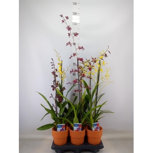 Orchideeen   ...