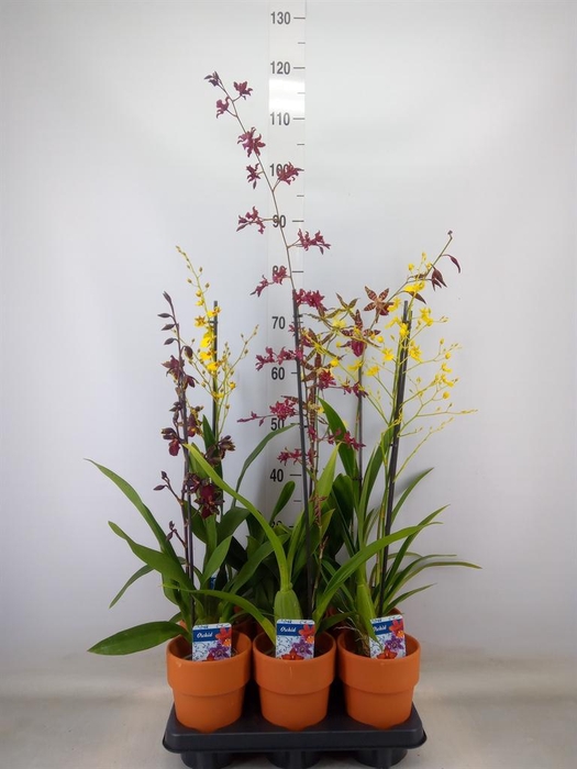 <h4>Orchideeen ...</h4>