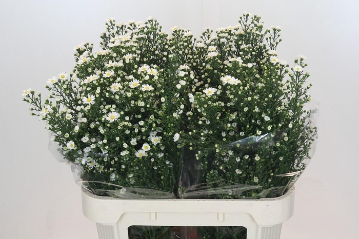 <h4>Aster Paquita</h4>