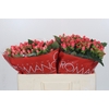 Hypericum Sweet Romance